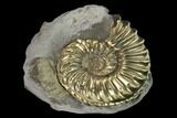 Pyritized (Pleuroceras) Ammonite Fossil - Germany #131096-1